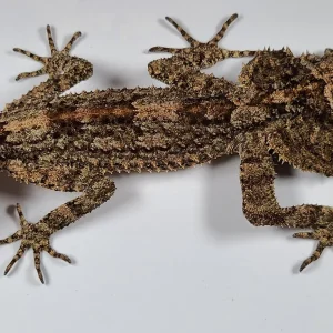 Saltuarius salebrosus (open to trades)